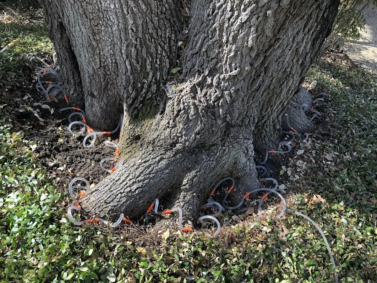 Detailed Tree Cabling and Bracing job site in Loysburg