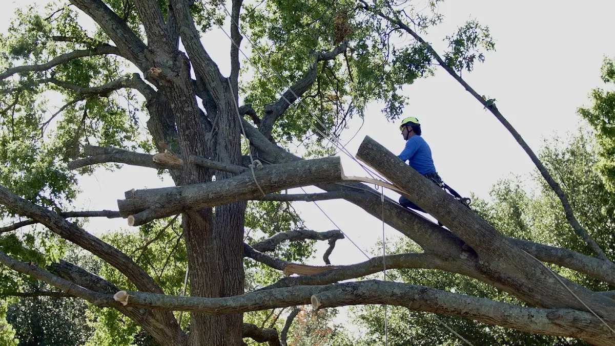 Professional Crown Thinning performed by certified arborists in Loysburg